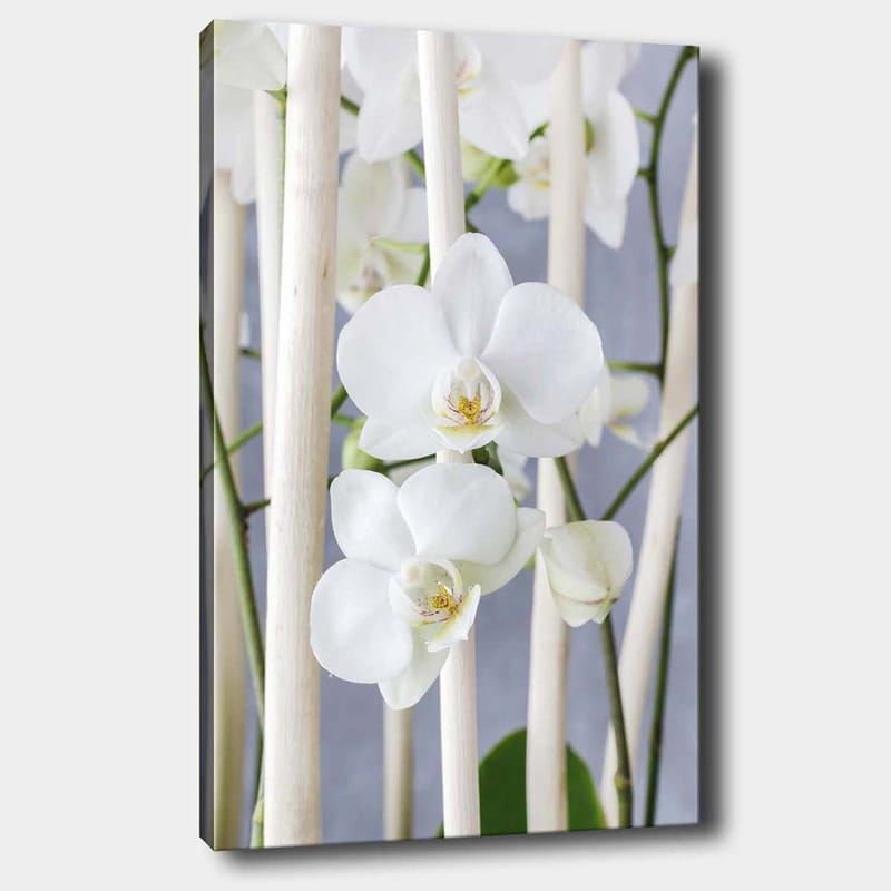 Canvas taulu 70x100 cm - Elegantti sommitelma valkoisista orkideoista, jotka kasvavat vaaleiden varsien välissä, Valkoinen / Vihreä