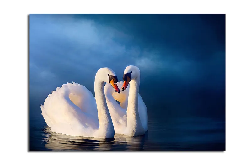 Canvas taulu 70x100 cm - Kaksi joutsenta muodostaa sydämen kaulillaan romanttisessa ja rauhallisessa tunnelmassa, Valkoinen / Tummansininen