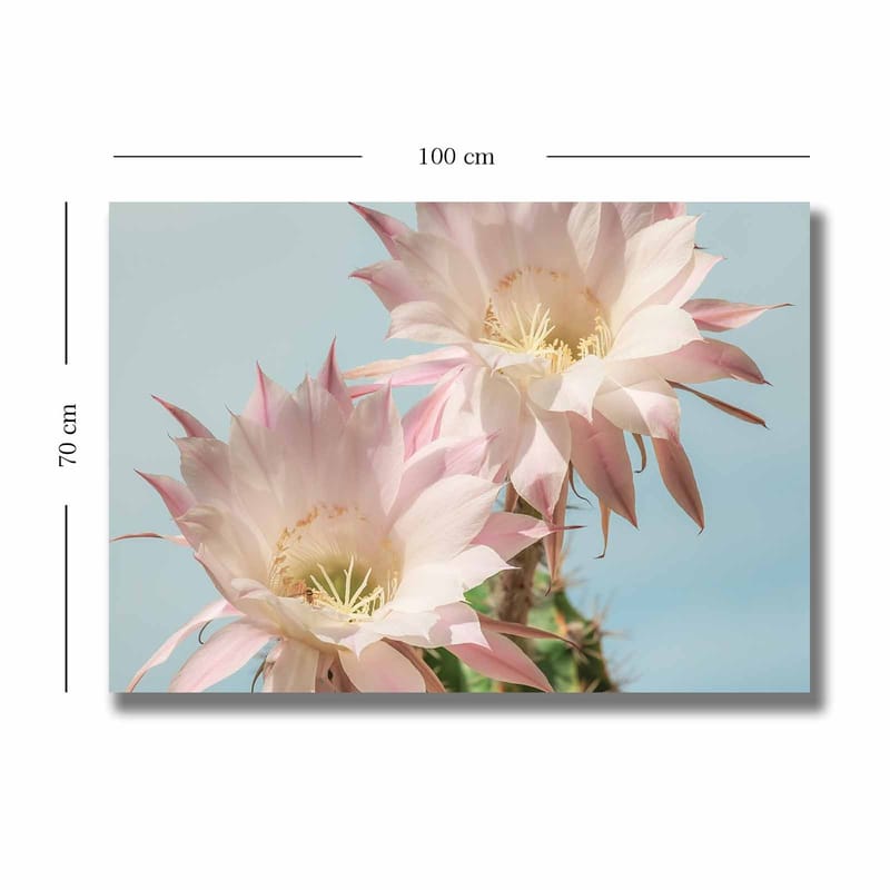Canvas taulu 70x100 cm - Kaksi kaunista kaktuskukka pastelliväreissä - Vaaleanpunainen / Vihreä - Sisustustuotteet - Taulu & taide - Canvas-taulu