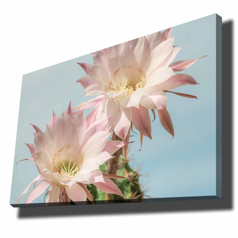 Canvas taulu 70x100 cm - Kaksi kaunista kaktuskukka pastelliväreissä, Vaaleanpunainen / Vihreä