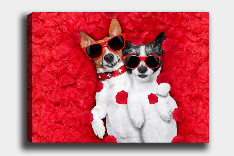 Canvas taulu 70x100 cm - Kaksi koiraa makaa yhdessä punaisella kukkataustalla, aurinkolasit päässä, Punainen / Valkoinen / Musta