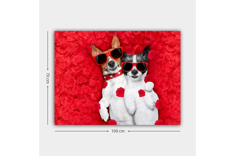 Canvas taulu 70x100 cm - Kaksi koiraa makaa yhdessä punaisella kukkataustalla, aurinkolasit päässä - Punainen / Valkoinen / Musta - Sisustustuotteet - Taulu & taide - Canvas-taulu