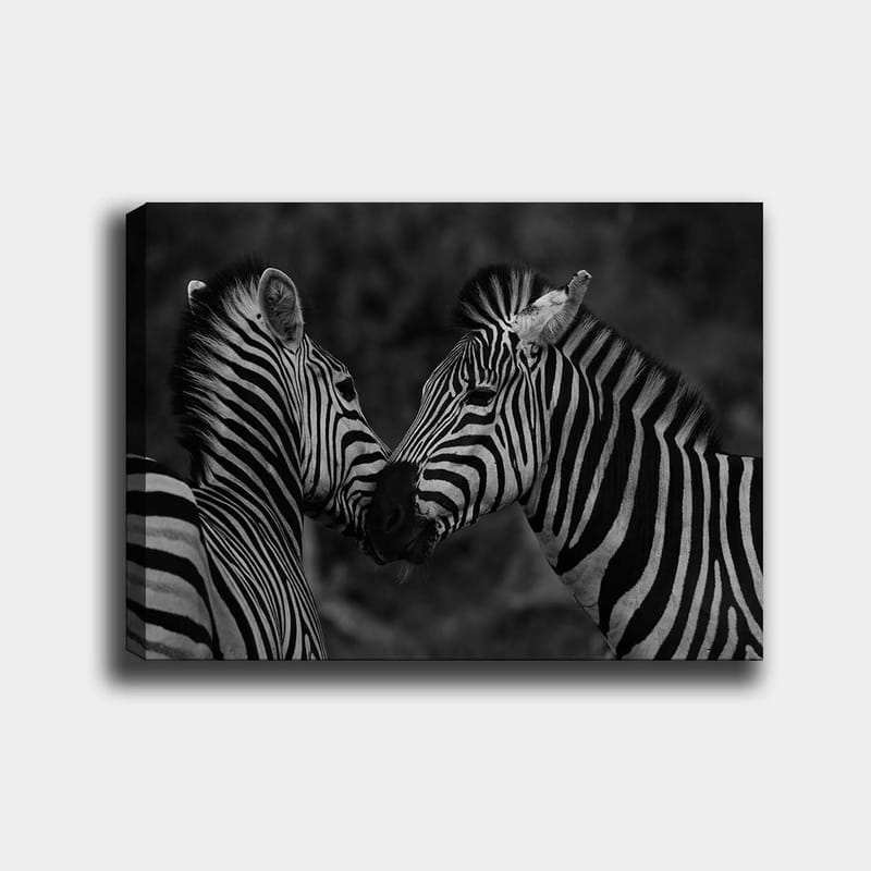 Canvas taulu 70x100 cm - Kaksi seepraa lähellä toisiaan ja osoittavat yhteenkuuluvuuttaan, Musta / Valkoinen