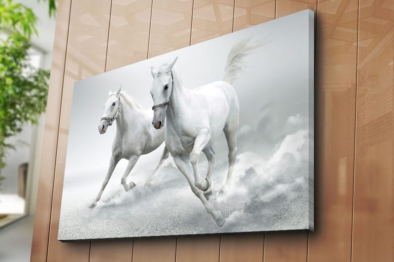 Canvas taulu 70x100 cm - Kaksi valkoista hevosta laukkaa eteenpäin dynaamisessa liikkeessä - Valkoinen / Harmaa - Sisustustuotteet - Taulu & taide - Canvas-taulu