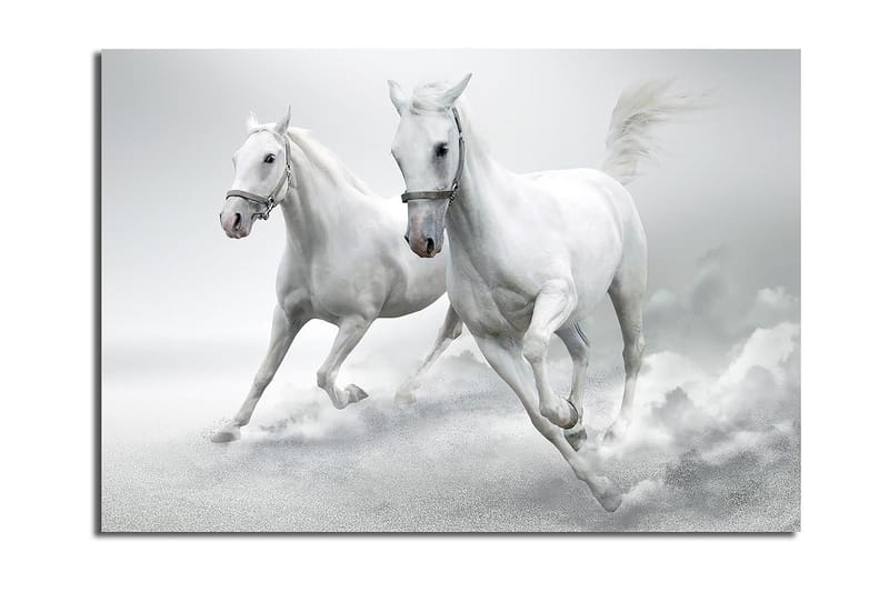 Canvas taulu 70x100 cm - Kaksi valkoista hevosta laukkaa eteenpäin dynaamisessa liikkeessä, Valkoinen / Harmaa