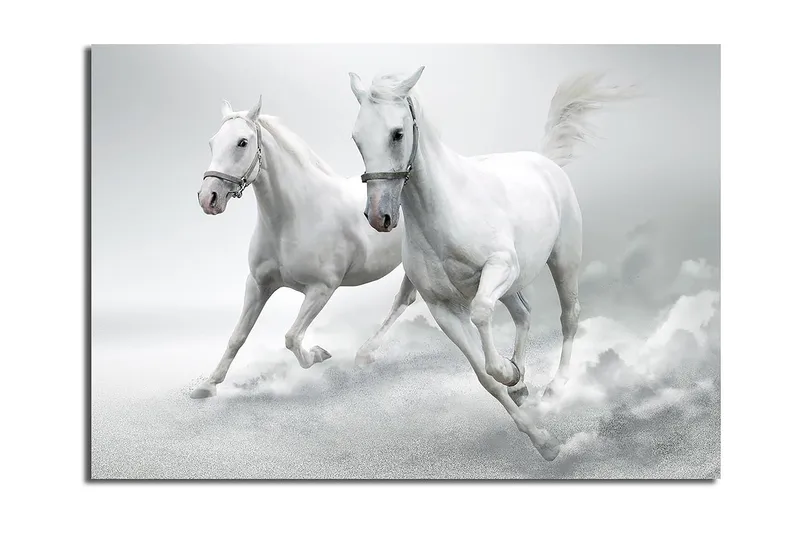 Canvas taulu 70x100 cm - Kaksi valkoista hevosta laukkaa eteenpäin dynaamisessa liikkeessä, Valkoinen / Harmaa