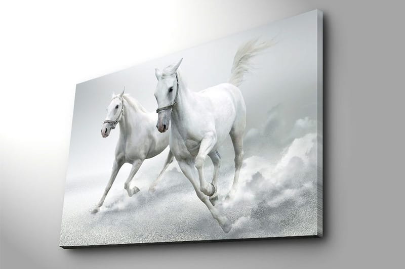 Canvas taulu 70x100 cm - Kaksi valkoista hevosta laukkaa eteenpäin dynaamisessa liikkeessä - Valkoinen / Harmaa - Sisustustuotteet - Taulu & taide - Canvas-taulu