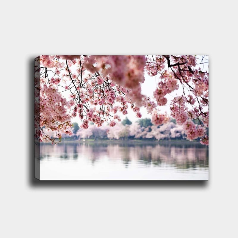 Canvas taulu 70x100 cm - Kauniit kirsikankukat kelluvat peilimäisen järven yllä, Vaaleanpunainen / Tummanpunainen / Vihreä