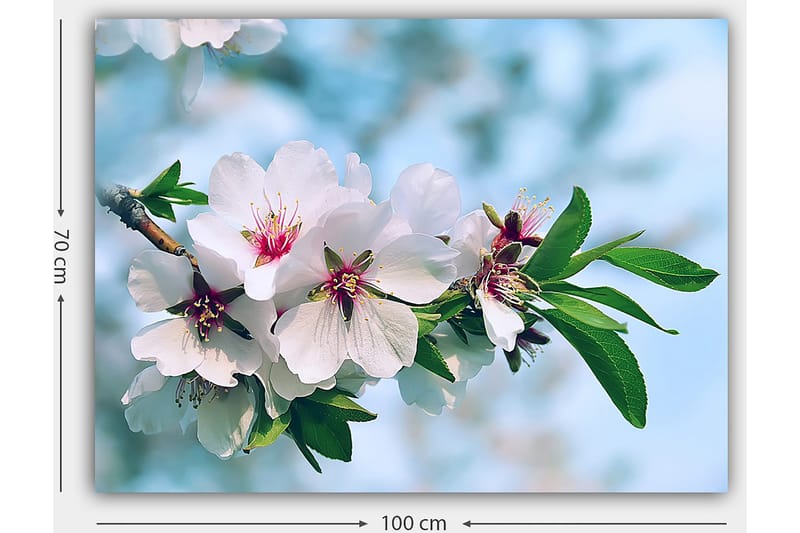 Canvas taulu 70x100 cm - Kauniit kirsikankukat täydessä kukassa oksalla - Valkoinen / Vihreä / Vaaleanpunainen - Sisustustuotteet - Taulu & taide - Canvas-taulu