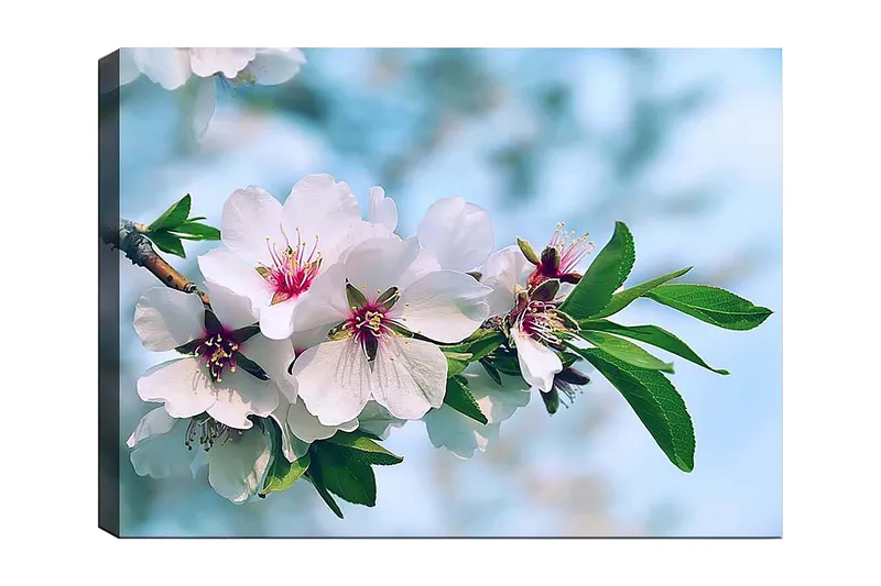 Canvas taulu 70x100 cm - Kauniit kirsikankukat täydessä kukassa oksalla, Valkoinen / Vihreä / Vaaleanpunainen