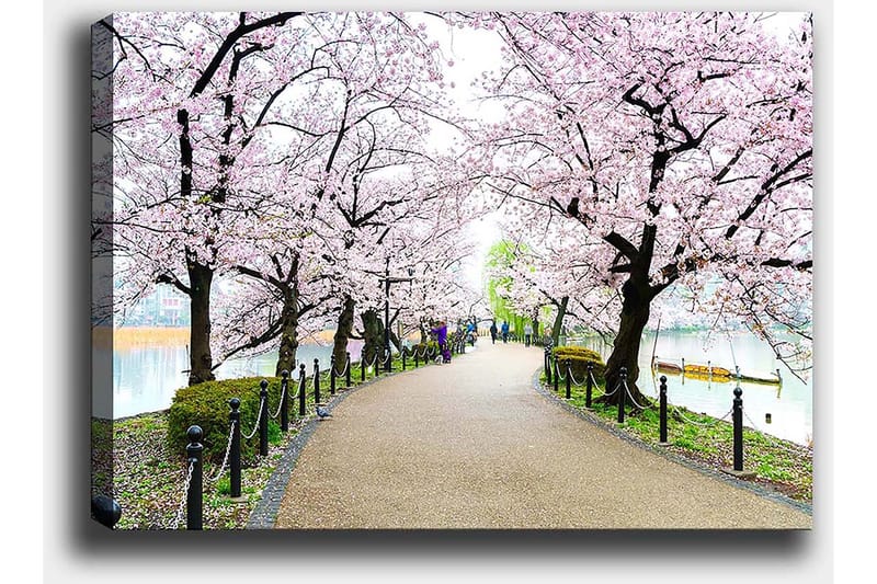 Canvas taulu 70x100 cm - Kaunis kävelytie, jota reunustavat täydessä kukassa olevat kirsikkapuut - Vaaleanpunainen / Vihreä / Ruskea - Sisustustuotteet - Taulu & taide - Canvas-taulu