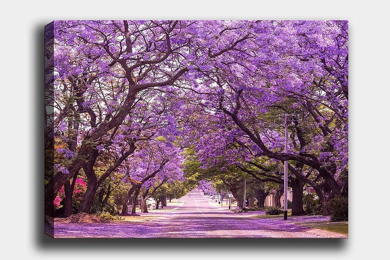 Canvas taulu 70x100 cm - Kaunis katu ja violetit kukkivat puut luovat unenomaisen tunnelman - Violetti / Vihreä - Sisustustuotteet - Taulu & taide - Canvas-taulu