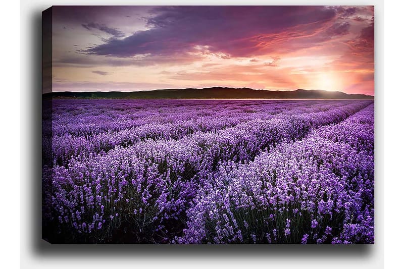 Canvas taulu 70x100 cm - Kaunis laventelipelto värikkään auringonlaskun alla - Violetti / Tummanvihreä / Oranssi - Sisustustuotteet - Taulu & taide - Canvas-taulu