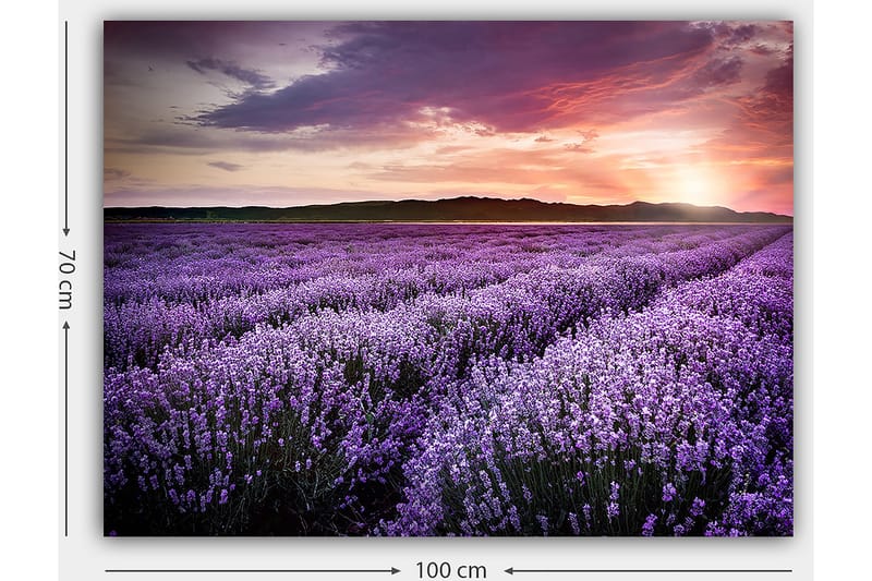 Canvas taulu 70x100 cm - Kaunis laventelipelto värikkään auringonlaskun alla - Violetti / Tummanvihreä / Oranssi - Sisustustuotteet - Taulu & taide - Canvas-taulu