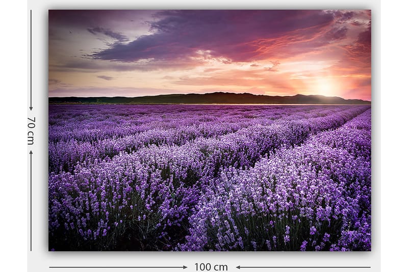 Canvas taulu 70x100 cm - Kaunis laventelipelto värikkään auringonlaskun alla - Violetti / Tummanvihreä / Oranssi - Sisustustuotteet - Taulu & taide - Canvas-taulu