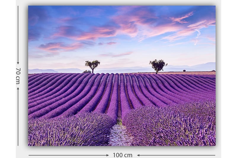 Canvas taulu 70x100 cm - Kaunis laventelipelto pehmeillä, aaltoilevilla laventelinkukkariveillä kirkkaan taivaan alla - Violetti / Vihreä / Sininen - Sisustustuotteet - Taulu & taide - Canvas-taulu