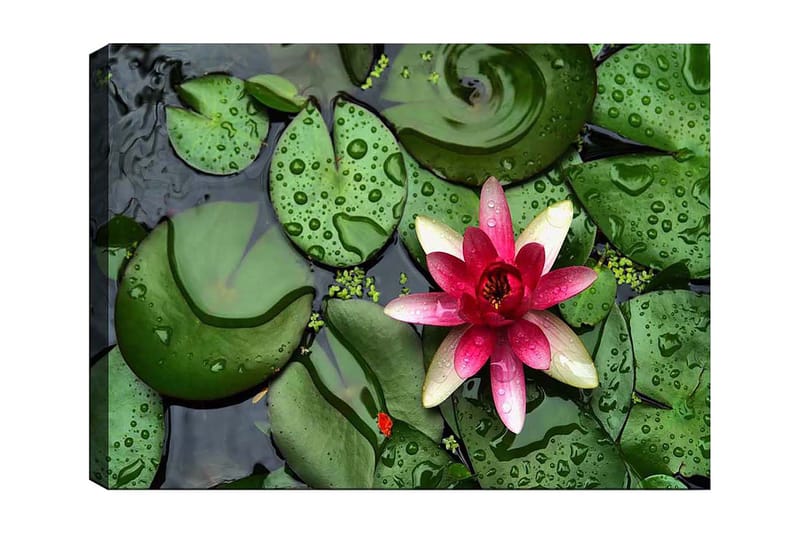 Canvas taulu 70x100 cm - Kaunis lumpeen kukinta vihreiden lumpeenlehtien pinnalla, Vihreä / Vaaleanpunainen / Valkoinen