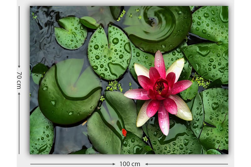 Canvas taulu 70x100 cm - Kaunis lumpeen kukinta vihreiden lumpeenlehtien pinnalla - Vihreä / Vaaleanpunainen / Valkoinen - Sisustustuotteet - Taulu & taide - Canvas-taulu