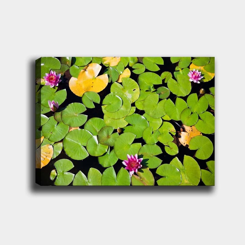 Canvas taulu 70x100 cm - Kaunis näkymä lumpeista kellumassa peilimäisellä veden pinnalla vihreiden lumpeenlehtien ympäröimänä - Vihreä / Vaaleanpunainen / Keltainen - Sisustustuotteet - Taulu & taide - Canvas-taulu