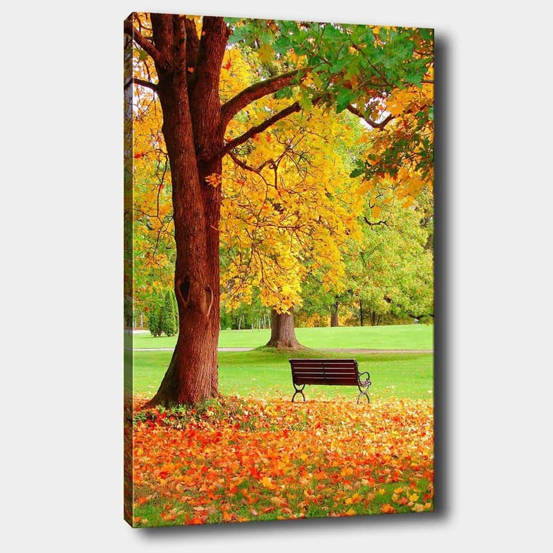 Canvas taulu 70x100 cm - Kaunis syysmaisema penkillä värikkään puun alla, Kullankeltainen / Oranssi / Ruskea