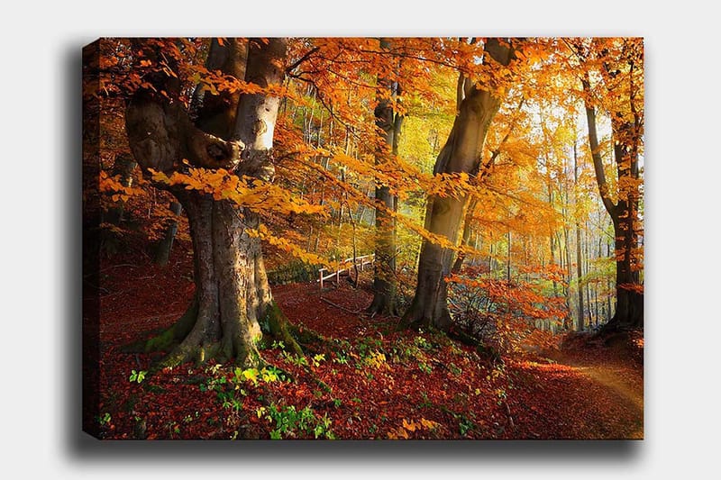 Canvas taulu 70x100 cm - Kaunis syysmetsä värikkäillä puilla ja pudonneilla lehdillä, Oranssi / Punainen / Ruskea