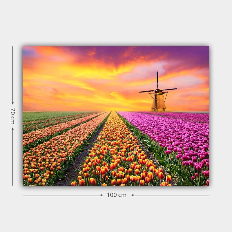 Canvas taulu 70x100 cm - Kaunis tulppaanipelto ja perinteinen tuulimylly auringonlaskun valossa - Violetti / Oranssi / Vihreä - Sisustustuotteet - Taulu & taide - Canvas-taulu