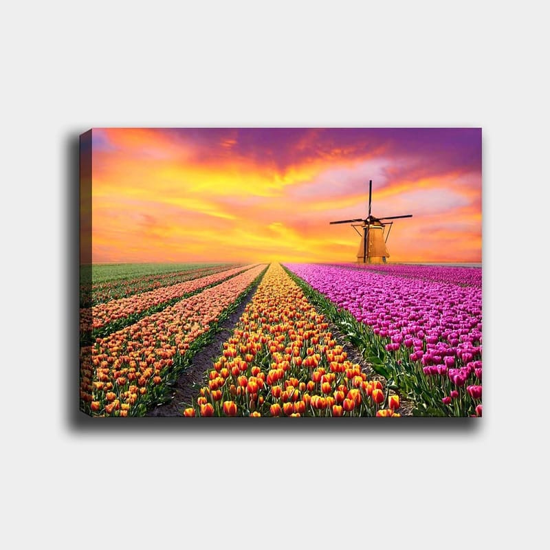 Canvas taulu 70x100 cm - Kaunis tulppaanipelto ja perinteinen tuulimylly auringonlaskun valossa, Violetti / Oranssi / Vihreä
