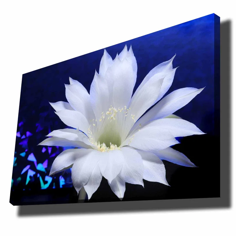 Canvas taulu 70x100 cm - Kaunis valkoinen kaktuskukka syvänsinistä taustaa vasten - Valkoinen / Sininen - Sisustustuotteet - Taulu & taide - Canvas-taulu