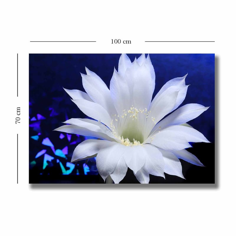 Canvas taulu 70x100 cm - Kaunis valkoinen kaktuskukka syvänsinistä taustaa vasten - Valkoinen / Sininen - Sisustustuotteet - Taulu & taide - Canvas-taulu