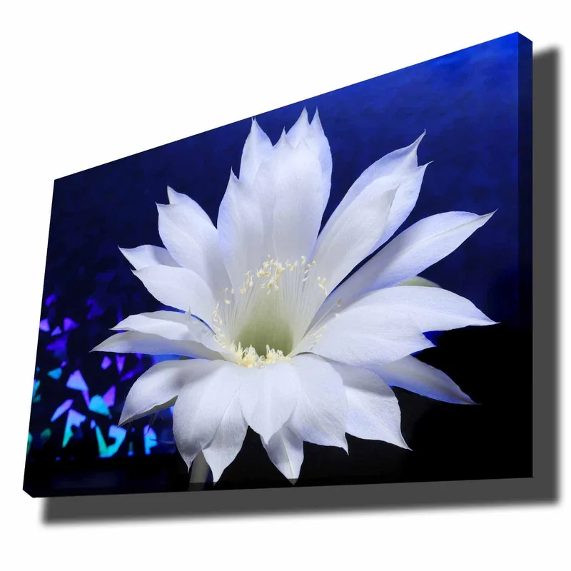 Canvas taulu 70x100 cm - Kaunis valkoinen kaktuskukka syvänsinistä taustaa vasten, Valkoinen / Sininen