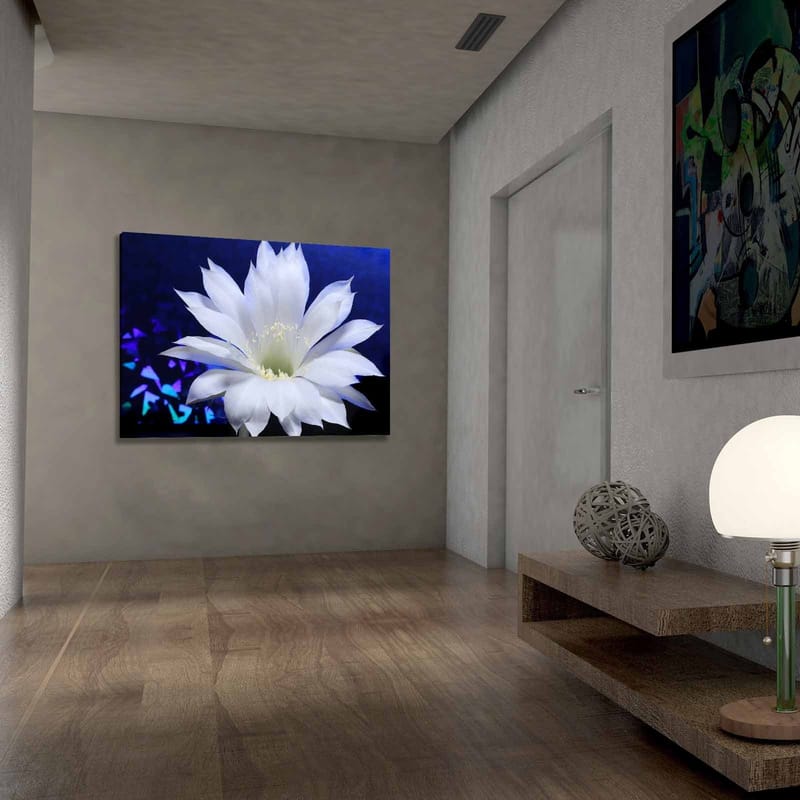 Canvas taulu 70x100 cm - Kaunis valkoinen kaktuskukka syvänsinistä taustaa vasten - Valkoinen / Sininen - Sisustustuotteet - Taulu & taide - Canvas-taulu
