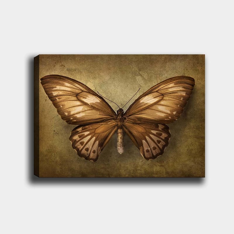 Canvas taulu 70x100 cm - Kaunis perhonen yksityiskohtaisilla siivillä ruskean ja beigen sävyissä, Ruskea / Beige