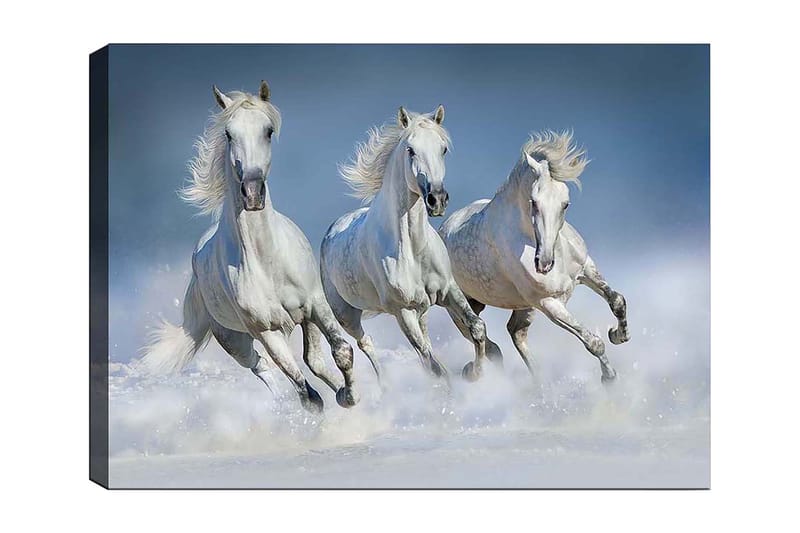 Canvas taulu 70x100 cm - Kolme valkoista hevosta laukkaamassa veden läpi, Valkoinen / Vaaleansininen
