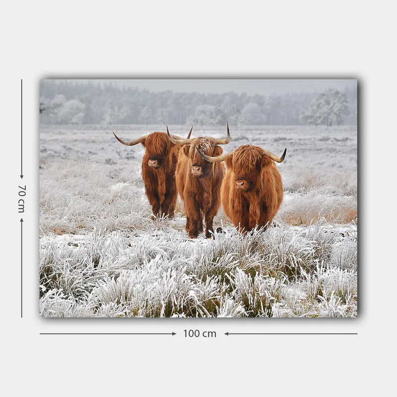 Canvas taulu 70x100 cm - Kolme ylämaanlammasta pakkasmaisemassa - Oranssi / Valkoinen / Harmaa - Sisustustuotteet - Taulu & taide - Canvas-taulu