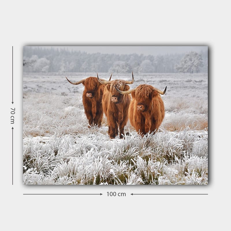 Canvas taulu 70x100 cm - Kolme ylämaanlammasta pakkasmaisemassa - Oranssi / Valkoinen / Harmaa - Sisustustuotteet - Taulu & taide - Canvas-taulu