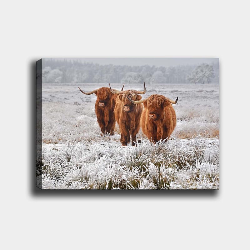 Canvas taulu 70x100 cm - Kolme ylämaanlammasta pakkasmaisemassa - Oranssi / Valkoinen / Harmaa - Sisustustuotteet - Taulu & taide - Canvas-taulu