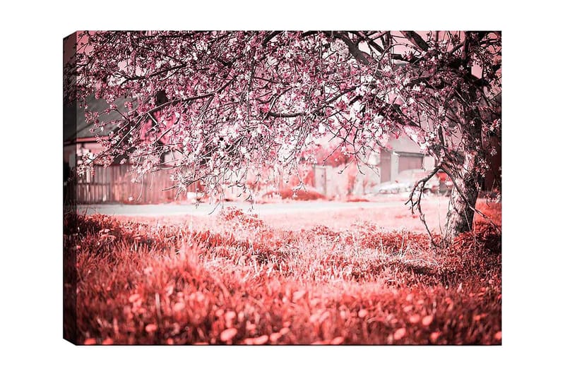 Canvas taulu 70x100 cm - Kukkiva kirsikkapuu romanttisessa ja unenomaisessa ympäristössä, Vaaleanpunainen / Harmaa