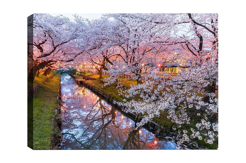 Canvas taulu 70x100 cm - Kukkivia kirsikkapuita hiljaisen kanavan rannalla hämärässä, Vaaleanpunainen / Valkoinen / Vihreä