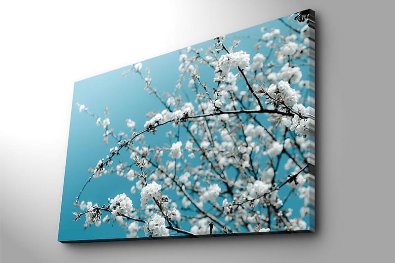 Canvas taulu 70x100 cm - Kukkivia oksia kirkasta, sinistä taustaa vasten - Valkoinen / Vaaleansininen - Sisustustuotteet - Taulu & taide - Canvas-taulu