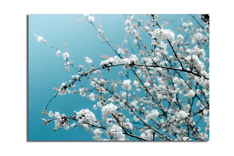 Canvas taulu 70x100 cm - Kukkivia oksia kirkasta, sinistä taustaa vasten, Valkoinen / Vaaleansininen