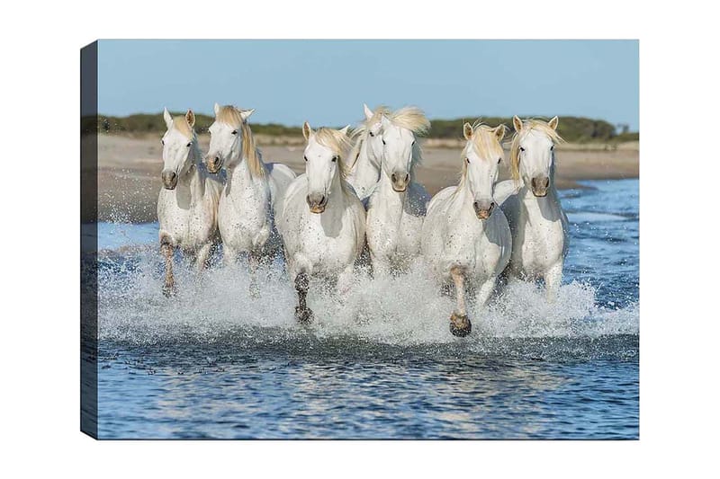 Canvas taulu 70x100 cm - Kuusi valkoista hevosta laukkaamassa veden läpi - Valkoinen / Vaaleanvaalea - Sisustustuotteet - Taulu & taide - Canvas-taulu