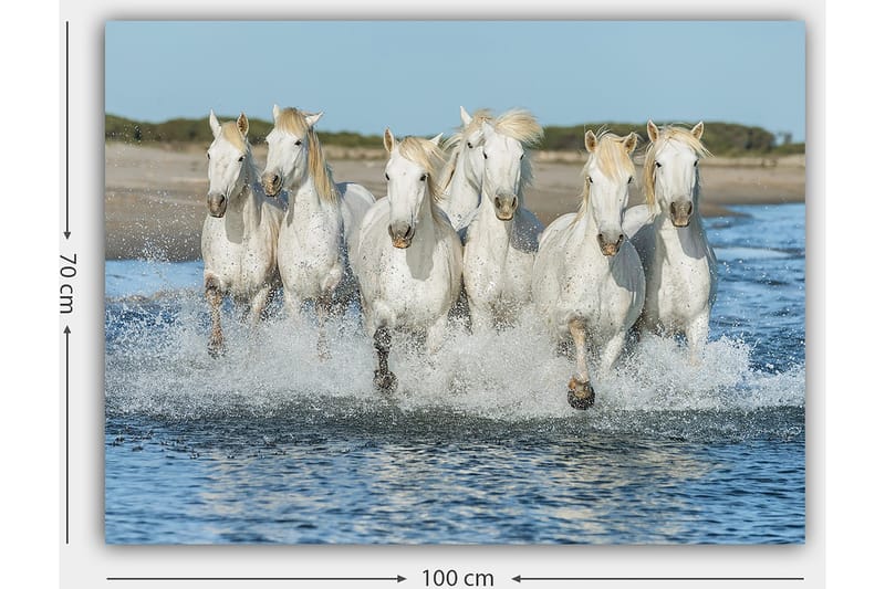 Canvas taulu 70x100 cm - Kuusi valkoista hevosta laukkaamassa veden läpi - Valkoinen / Vaaleanvaalea - Sisustustuotteet - Taulu & taide - Canvas-taulu