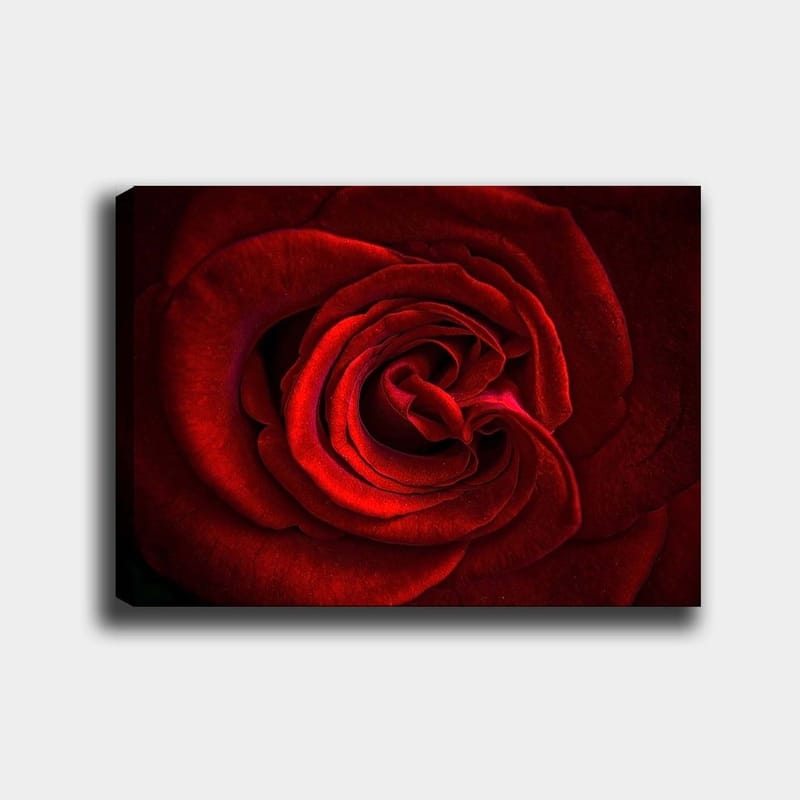 Canvas taulu 70x100 cm - Lähikuva kauniista punaisesta ruususta yksityiskohtaisine terälehdillä, Punainen / Tummanpunainen