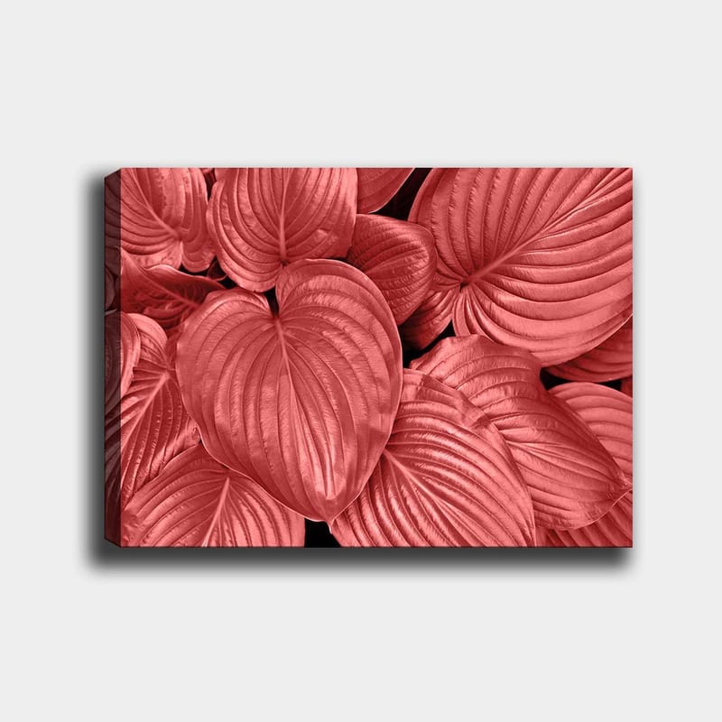 Canvas taulu 70x100 cm - Lähikuva komeista, punaisista lehdistä, joissa on selkeät suonet, Punainen / Musta