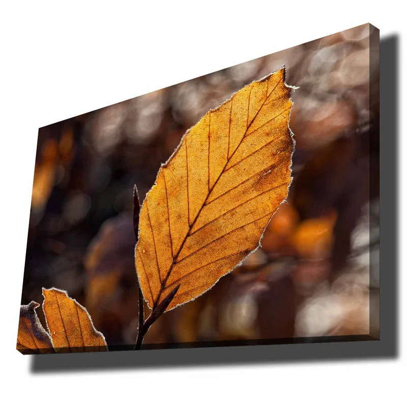 Canvas taulu 70x100 cm - Lähikuva kultaisesta syksyn lehdestä yksityiskohtaisine suonineen, Kultaoranssi / Ruskea
