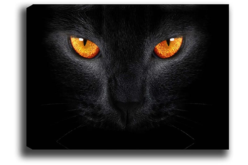 Canvas taulu 70x100 cm - Lähikuva mustasta kissan päästä ja sen intensiivisistä silmistä - Musta / Oranssi - Sisustustuotteet - Taulu & taide - Canvas-taulu