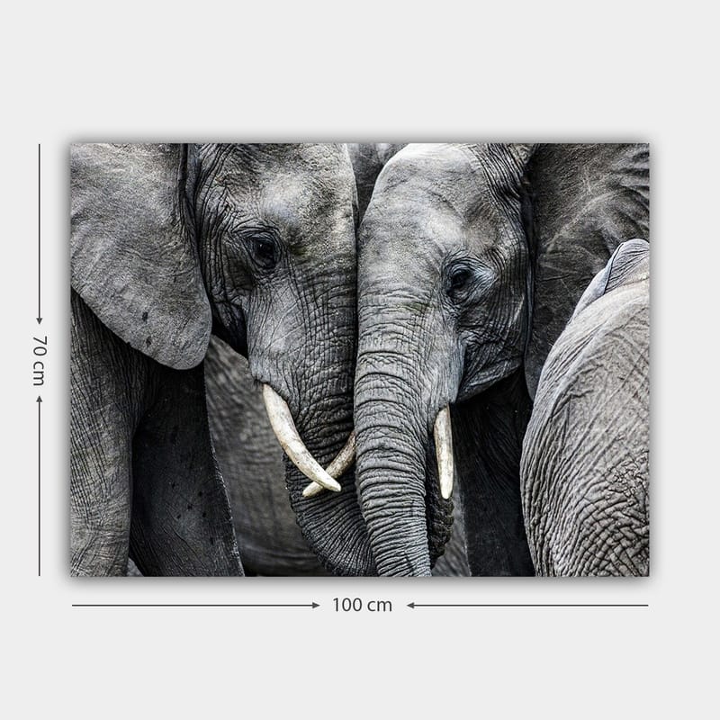 Canvas taulu 70x100 cm - Lähikuva norsuista, jotka näyttävät kasvojaan ja laiduntamassa intiimissä kokoontumisessa - Harmaa / Valkoinen - Sisustustuotteet - Taulu & taide - Canvas-taulu