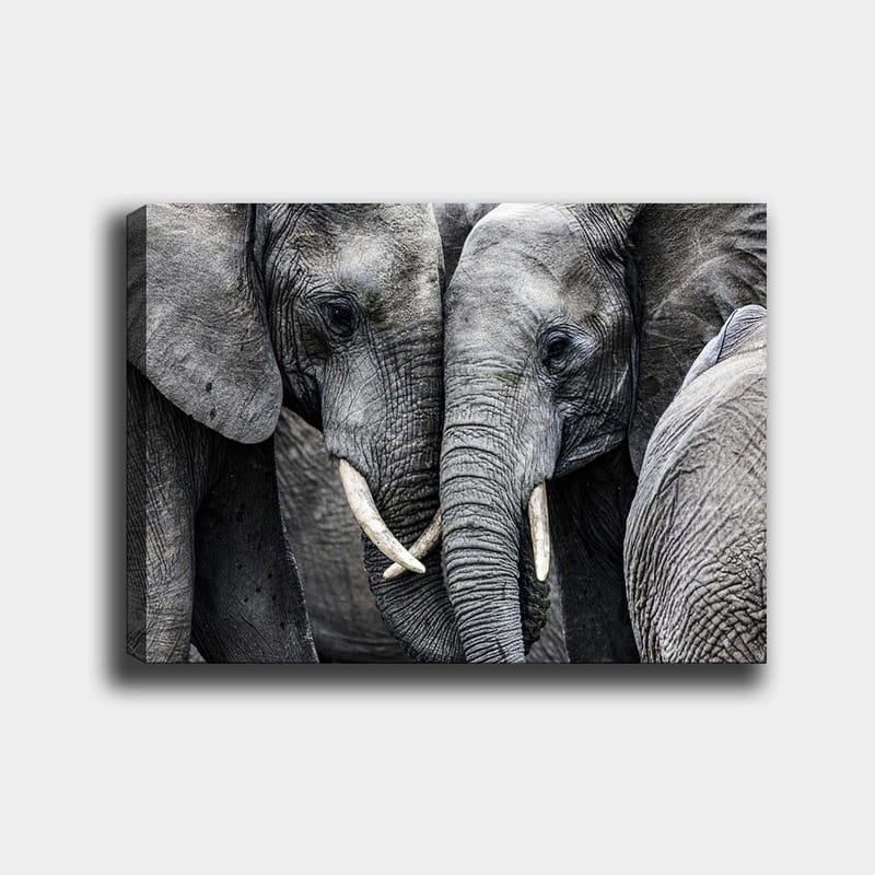 Canvas taulu 70x100 cm - Lähikuva norsuista, jotka näyttävät kasvojaan ja laiduntamassa intiimissä kokoontumisessa, Harmaa / Valkoinen