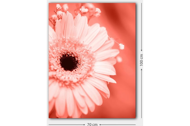 Canvas taulu 70x100 cm - Lähikuva vaaleanpunaisesta kukasta, jossa on tumma keskusta - Vaaleanpunainen / musta - Sisustustuotteet - Taulu & taide - Canvas-taulu