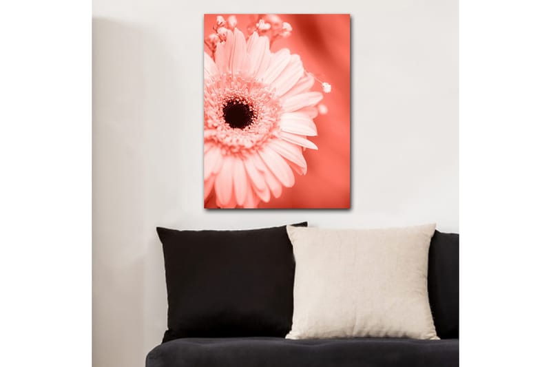 Canvas taulu 70x100 cm - Lähikuva vaaleanpunaisesta kukasta, jossa on tumma keskusta - Vaaleanpunainen / musta - Sisustustuotteet - Taulu & taide - Canvas-taulu